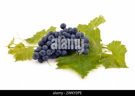 Raisins Muscat bleu, grappe isolée sur fond blanc, avec des feuilles vertes de raisin. Banque D'Images