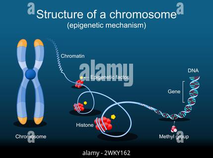 Structure d'un chromosome. Mécanisme épigénétique. Facteur épigénétique, groupe méthyle, gène, ADN, chromosome, chromatine. Séquence génomique. Biologie moléculaire Illustration de Vecteur