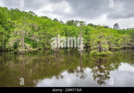 Le Caddo Lake State Park, dans l'écorégion piney Woods de l'est du Texas, États-Unis Banque D'Images