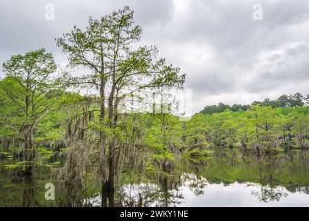 Le Caddo Lake State Park, dans l'écorégion piney Woods de l'est du Texas, États-Unis Banque D'Images