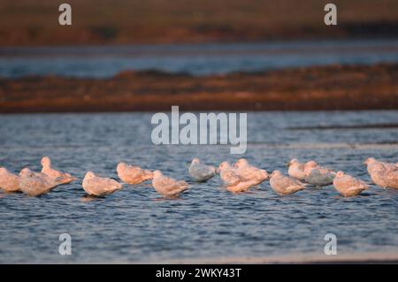 Le Goéland bourgmestre (Larus hyperboreus) troupeau sur un sandspit au large de la mer de Beaufort Zone 1002 Arctic National Wildlife Refuge en Alaska Banque D'Images