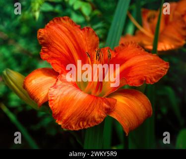 Gros plan d'une fleur de lys / daylily orange vif Hemerocallis 'Indian Paint Brush' poussant dans le jardin anglais, Angleterre, Royaume-Uni Banque D'Images