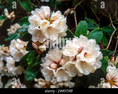 Gros plan de fleurs de Rhododendron 'Jane Hybrid' blanc et rose pâle poussant dans English Garden en avril, Angleterre, Royaume-Uni Banque D'Images