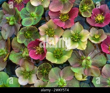 Un bel arrangement de fleurs d'hellebore colorées flottant dans l'eau Banque D'Images