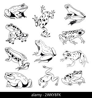 Collection d'art vectoriel diverse Frogs Illustration de Vecteur