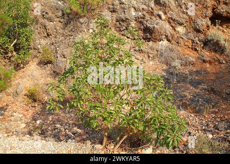 Le fraisier grec (Arbutus andrachne) est un arbuste à feuilles persistantes ou un petit arbre originaire de la région méditerranéenne orientale. Cette photo a été prise en Dilek PE Banque D'Images