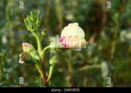 L'okra (Abelmoschus esculentus ou Hibiscus esculentus) est une plante annuelle originaire d'Afrique de l'Ouest ou d'Asie du Sud. Ses fruits sont comestibles. Cette photo w Banque D'Images