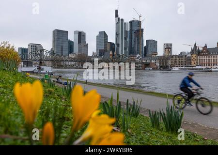 Frühling Der Frühling schickt Seine Boten voraus : Gelbe Krokusse beginnen am Mainufer in Frankfurt zu blühen. Frankfurt am main Mainufer Hessen Deutschland *** le printemps envoie ses messagers les crocs jaunes commencent à fleurir sur les rives du main à Francfort Frankfurt am main Mainufer Hessen Allemagne 2024-02-23 ffm fruehling 01 Banque D'Images