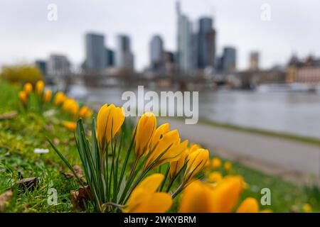 Frühling Der Frühling schickt Seine Boten voraus : Gelbe Krokusse beginnen am Mainufer in Frankfurt zu blühen. Frankfurt am main Mainufer Hessen Deutschland *** le printemps envoie ses messagers les crocs jaunes commencent à fleurir sur les rives du main à Francfort Frankfurt am main Mainufer Hessen Allemagne 2024-02-23 ffm fruehling 02 Banque D'Images