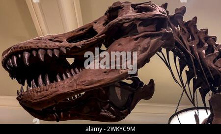 Fantastique crâne fossile au Musée américain d'histoire naturelle d'un Tyrannosaurus rex est un dinosaure théropode tyrannosauridé, qui a vécu à la fin Banque D'Images