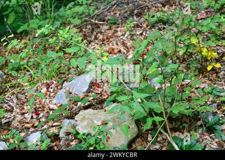 Le solanum dulcamara (Solanum dulcamara) est une herbe vivace toxique originaire d'Eurasie et d'Afrique du Nord, mais largement naturalisée dans d'autres Banque D'Images