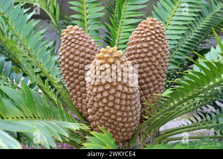 Le bareadtree ou cycad géant de l'est du Cap (Encephalartos alstensteinii) est un arbuste vivace endémique des côtes sud-africaines. Détail des cônes. Banque D'Images