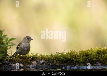 Oiseau Chaffinch femelle Fringilla coelebs perchés sur une flaque d'eau de forêt, au printemps Banque D'Images