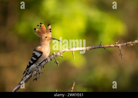 Oiseau Hoopoe Upupa épops, l'heure d'été en Pologne Europe oiseau volant Banque D'Images