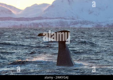 Europe, Norvège, Comté de Troms, queue de cachalot (Physeter macrocephalus) plongeant au large de la côte de Skjervoy Banque D'Images