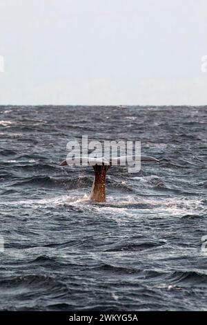 Europe, Norvège, Comté de Troms, queue de cachalot (Physeter macrocephalus) plongeant au large de la côte de Skjervoy Banque D'Images