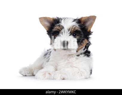 Chiot Biewer Terrier très mignon, couché face à l'avant. Je regarde directement la caméra. Isolé sur fond blanc. Banque D'Images