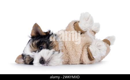 Chiot de chien Biewer Terrier très mignon, couché sur le côté sur le dos avec des pattes dans l'air portant un costume de corps de fausse fourrure beige. Je regarde directement la caméra. Isolé Banque D'Images