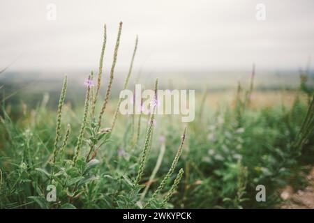 Fleurs sauvages violettes dans la prairie le jour nuageux d'été avec espace de copie Banque D'Images