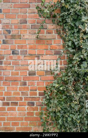 Fond avec mur de briques et usine de lierre Banque D'Images