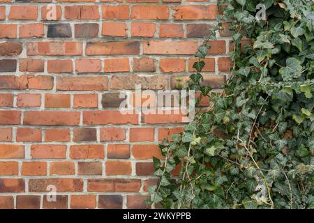 Fond avec mur de briques et usine de lierre Banque D'Images