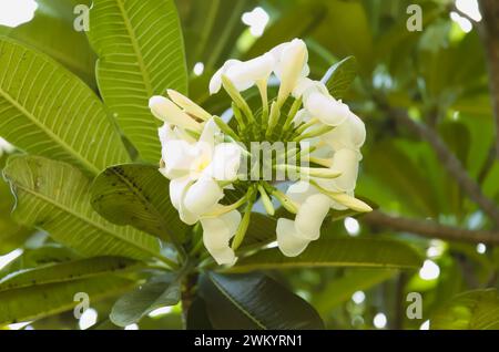 White Semboja est un groupe de plantes du genre Plumeria. Kamboja, Frangipani Banque D'Images