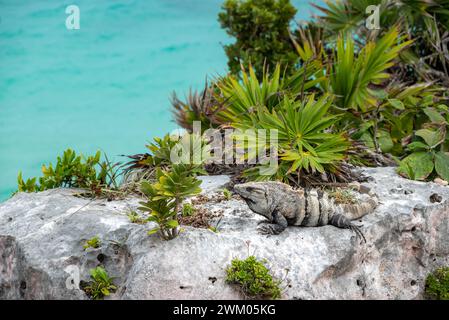 Un iguane se prélassant sur un rocher entouré de végétation verdoyante. Tulum, Mexique Banque D'Images