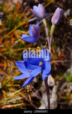 Fleurs de l'orchidée dame bleue (Thelymitra crinita), une orchidée du soleil dans l'habitat naturel, Australie occidentale Banque D'Images