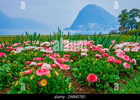 Parterre de marguerites colorées sur la rive du lac de Lugano à Parco Ciani, Lugano, Suisse Banque D'Images
