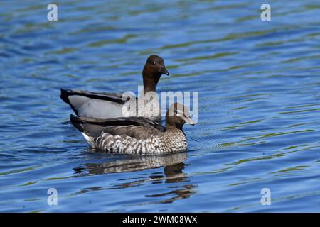 Paire de canard australien (Chenonetta jubata) Banque D'Images