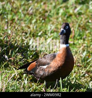 Image en gros plan d'un Shelcanard australien femelle (Tadorna tadornoides) Banque D'Images