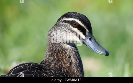 Canard noir du Pacifique (Anas superciliosa) Banque D'Images