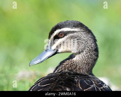 Canard noir du Pacifique (Anas superciliosa) Banque D'Images