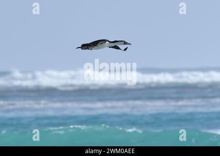 Le cormoran pied australien (Phalacrocorax varius) est commun au sud-ouest de l'Australie, en particulier le long de la côte Banque D'Images