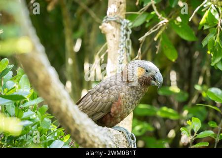 Rares perroquets indigènes Kaka assis sur la branche dans la forêt verte, Nouvelle-Zélande Banque D'Images