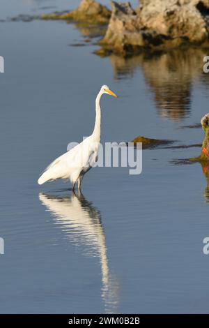 Grande aigrette (Ardea alba) proie de traçage dans le lac peu profond Banque D'Images