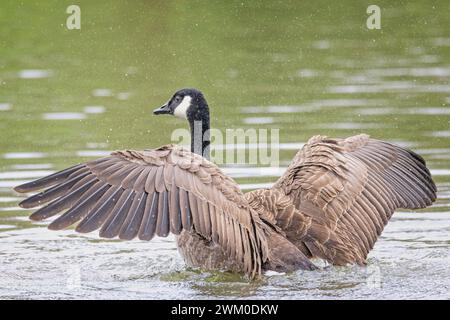 Gros plan d'une oie du Canada éclaboussant de l'eau avec des ailes battantes sur le lac. Banque D'Images