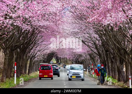 Voitures et touristes regardant un tunnel en fleurs de cerisier sur une route rurale près du mont Iwaki dans le nord du Japon. Banque D'Images