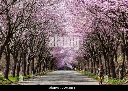 Voitures et touristes regardant un tunnel en fleurs de cerisier sur une route rurale près du mont Iwaki dans le nord du Japon. Banque D'Images