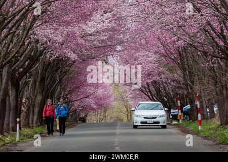 Voitures et touristes regardant un tunnel en fleurs de cerisier sur une route rurale près du mont Iwaki dans le nord du Japon. Banque D'Images