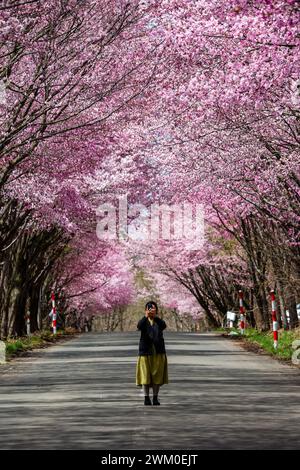 Voitures et touristes regardant un tunnel en fleurs de cerisier sur une route rurale près du mont Iwaki dans le nord du Japon. Banque D'Images