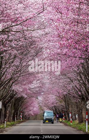 Voitures et touristes regardant un tunnel en fleurs de cerisier sur une route rurale près du mont Iwaki dans le nord du Japon. Banque D'Images