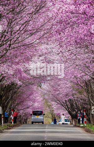 Voitures et touristes regardant un tunnel en fleurs de cerisier sur une route rurale près du mont Iwaki dans le nord du Japon. Banque D'Images