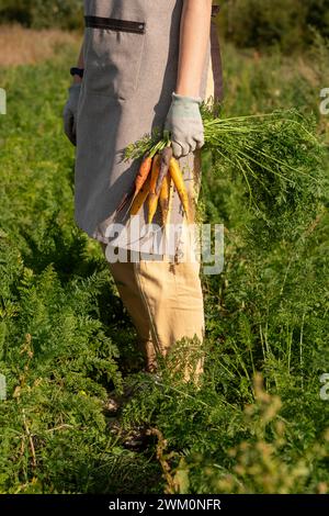 Agriculteur détenant des carottes biologiques debout dans la ferme Banque D'Images