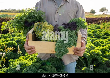 Agriculteur tenant une caisse pleine de légumes verts frais à la ferme Banque D'Images