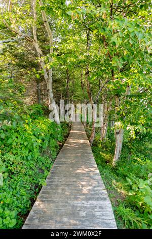 Un chemin fait de planches de bois mène à travers la forêt de feuillus Découvrez la magie du grand air en vous promenant le long du paisible Wal en bois Banque D'Images