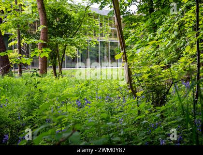 Bluebells devant le Burrell Collection Museum and Art Gallery, dans Pollok Park à Glasgow, Écosse, Royaume-Uni Banque D'Images