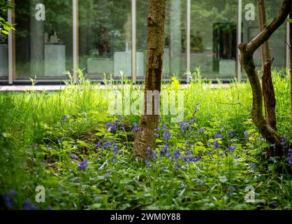 Bluebells devant le Burrell Collection Museum and Art Gallery, dans Pollok Park à Glasgow, Écosse, Royaume-Uni Banque D'Images