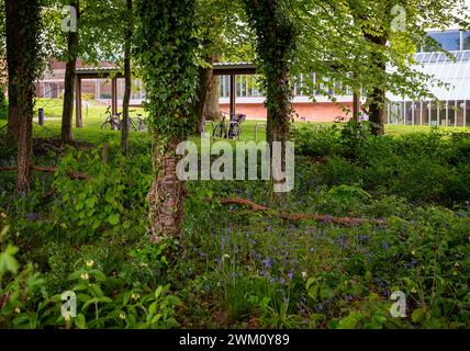 Bluebells devant le Burrell Collection Museum and Art Gallery, dans Pollok Park à Glasgow, Écosse, Royaume-Uni Banque D'Images