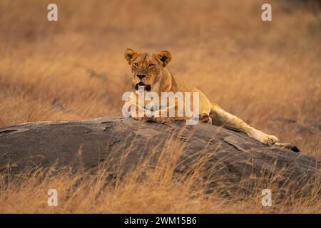 La lionne se trouve sur un rocher bas regardant devant Banque D'Images